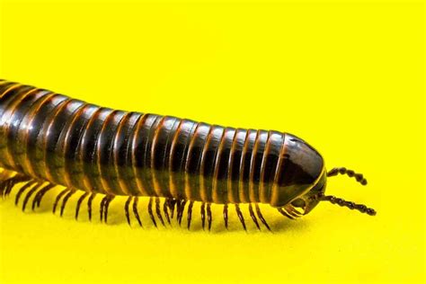 9 Common Dream About Centipede .